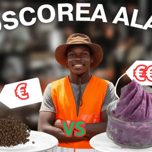 Dioscorea Alata