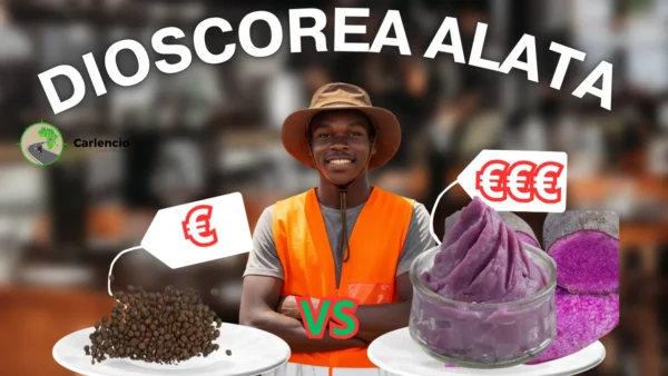Dioscorea Alata